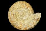 Parkinsonia Dorsetensis Ammonite - England #131898-1